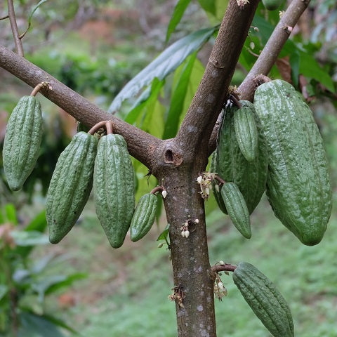 "Thailand Chocolate Journey Part 3" - Growing Cacao Tree